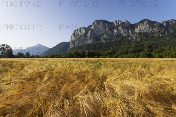 Agricultural Landscape, Hordeum Vulgare, Barley Field with Drachenwand and Schafberg, Mondsee, Salzkammergut, Upper Austria, Austria