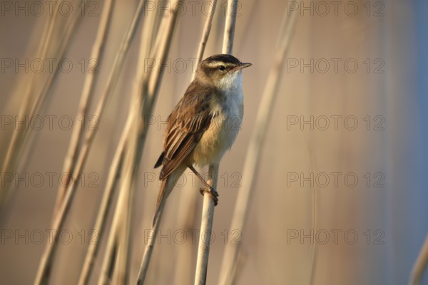 Reed warbler, (Acrocephalus schoenobaenus) singing in reeds, Schleswig-Holstein, Germany