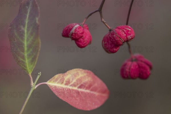 Common spindle bush (Euonymus europaeus), fruits, Emsland, Lower Saxony, Germany