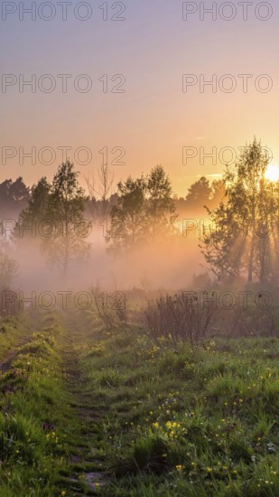 A misty field at sunrise with soft light illuminating trees and greenery, creating a serene atmosphere, spring or summer landscape, morning and the first sun lights at sunrise in fog, clear sky, idyllic nature with calm atmosphere, trees on hills, foggy river with mist, AI generated