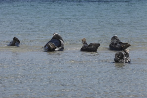 Seals and grey seals on the bathing dune of the island of Heligoland, Schleswig-Holstein, Germany