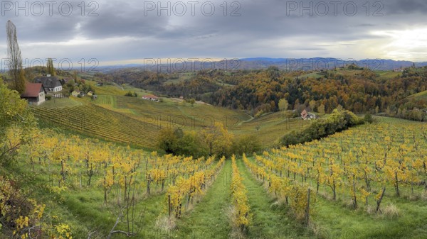 Typical landscape in autumn with vineyards, South Styrian hills, South Styrian wine route, Styria, Austria