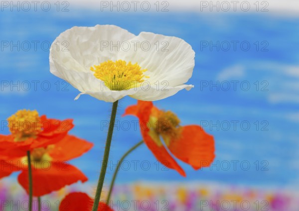 Icelandic poppy (Papaver nudicaule), flowers in the studio, painted background, North Rhine-Westphalia, Germany