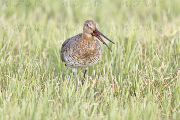 Blacktail (Limosa limosa) runs on the shore of a lake in a moor, snipe birds, wildlife, nature photography, oxmoor, Dümmer See, Hüde, Lower Saxony, Germany