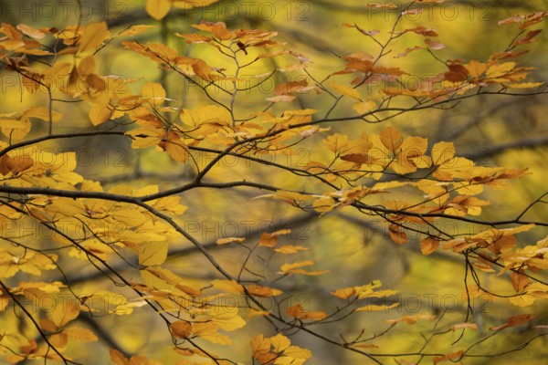 Yellow-brown colored beech leaves, autumn, Stuttgart, Germany