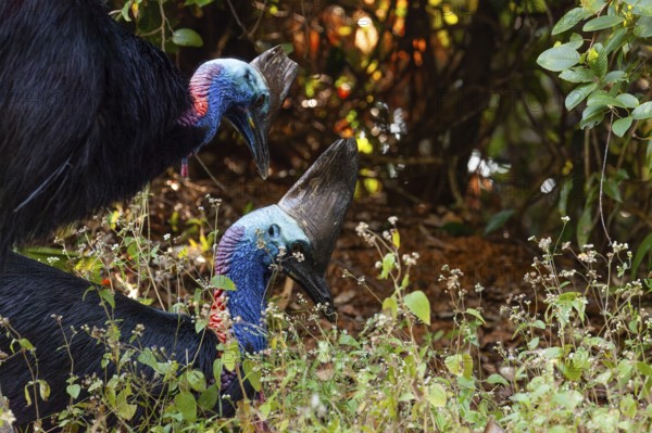 Mating behavior of helmet cassowaries in the Queensland rainforest Australia
