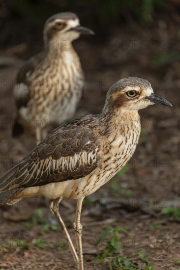 Long-tailed weet Burhinus grallarius in the forest, Queensland Australia