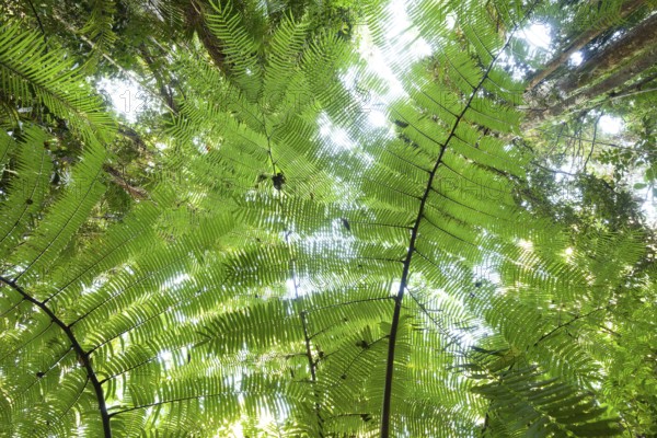 The impressive royal fern Angiopteris evecta in the tropical rainforest of Queensland Australia