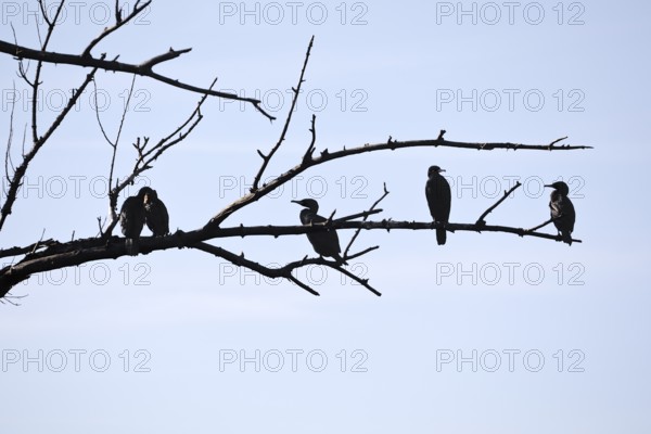 Cormorants (Phalacrocoracidae) sit on the branches of a dead tree, Drake, Lower Middle Rhine Valley, Rhineland-Palatinate, Germany