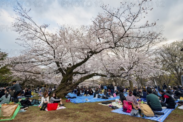 Japanese people picnicking under cherry blossoms in Yoyogi Park, Hanami Festival, Shibuya District, Tokyo, Japan