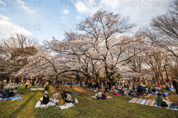 Japanese people picnicking under cherry blossoms in Yoyogi Park, in the evening light, Hanami Festival, Shibuya District, Tokyo, Japan