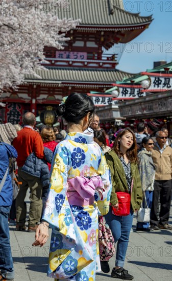 Young Japanese woman wearing kimono surrounded by numerous visitors on Nakamise-dori shopping street, Cherry Blossom, Asakusa Shrine or Senso-ji Temple, Buddhist temple complex, Asakusa, Tokyo, Japan