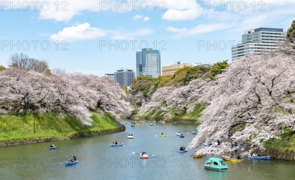 Chidorigafuchi Canal with rowing boats, blooming cherry trees on the shore, castle moat, Japanese cherry blossom in spring, Hanami festival, Chidorigafuchi Green Way, Tokyo, Japan