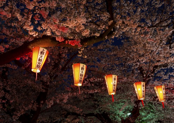 Blooming cherry trees and illuminated lanterns with Japanese lettering in the evening, blue hour, Hanami festival in spring, Ueno Park, Tokyo, Japan