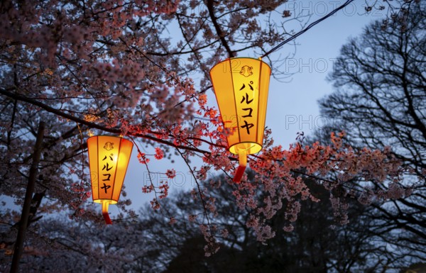 Blooming cherry trees and illuminated lanterns with Japanese writing in the evening, Hanami festival in spring, Ueno Park, Tokyo, Japan