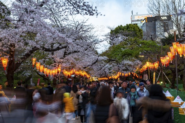 People walking through the park, blooming cherry trees and illuminated lanterns with Japanese lettering in the evening, Hanami festival in spring, long exposure, Ueno Park, Tokyo, Japan