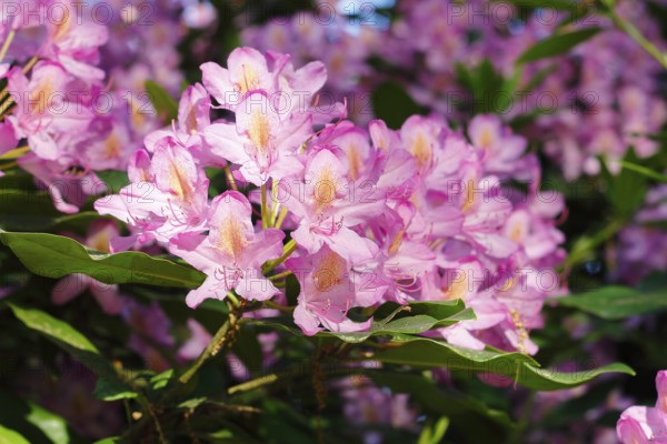 Rhododendron flowers (Rhododendron), North Rhine-Westphalia, Germany