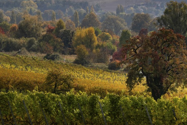 Vineyards in autumn, Uhldingen-Mühlhofen am Lake Constance, Baden-Württemberg, Germany