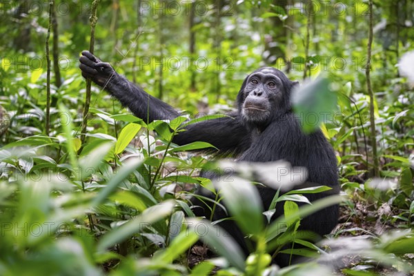 Chimpanzee (Pan Troglodytes) among green leaves, adult male among leaves in the jungle, Kibale National Park, Uganda