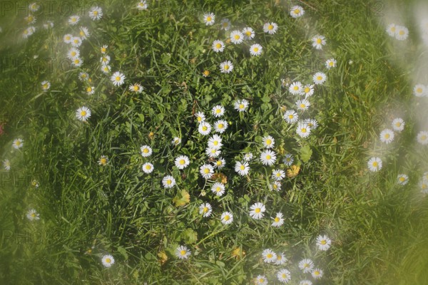 Daisy (Bellis perennis) seen from above in a meadow with alienation, North Rhine-Westphalia, Germany