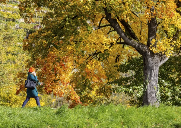 Autumn on the Neckar in Stuttgart-Münster. A tree with brightly colored leaves. The landscape in the Neckar Valley is popular with walkers. Stuttgart, Baden-Württemberg, Germany