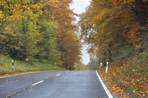 Mixed forest in autumn colors in Franconia on the B2 Nuremberg-Bayreuth, Upper Franconia, Bavaria, Germany