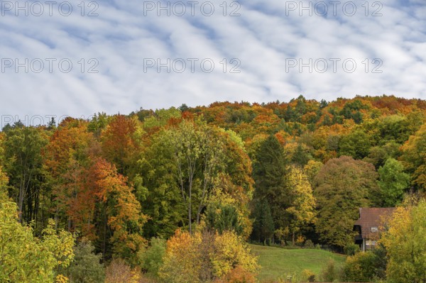 Herbstlicher Mischwald, Egloffstein, Franconian Switzerland, Upper Franconia, Bavaria, Germany