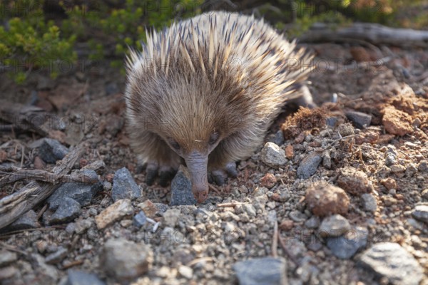 An echidna searches for food and rummages through the ground along the path at sunset. Warm light lies over rocks and the sea. Cape Raoul, Tasman Peninsula, Tasmania, Australia