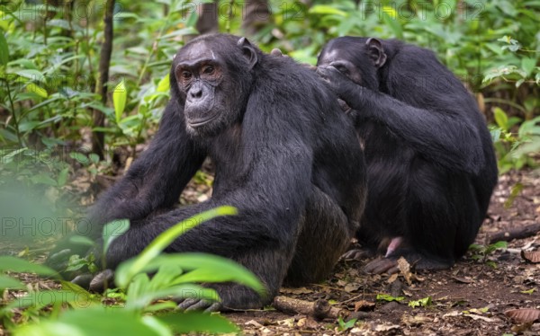 Two chimpanzees (Pan Troglodytes), adult male spawning, grooming in the jungle, Kibale National Park, Uganda