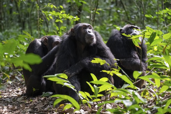 Three chimpanzees (Pan Troglodytes), adult male spawning, grooming in the jungle, Kibale National Park, Uganda