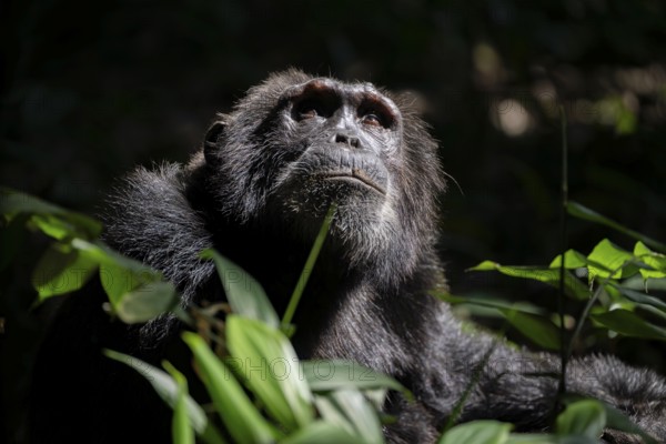 Animal portrait, chimpanzee (Pan Troglodytes), adult male looking up in the jungle, Kibale National Park, Uganda