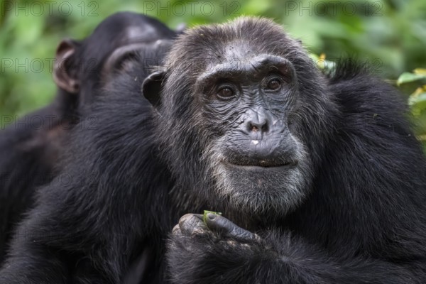 Beautiful animal portrait, chimpanzee (Pan Troglodytes), adult male among leaves in the jungle, Kibale National Park, Uganda