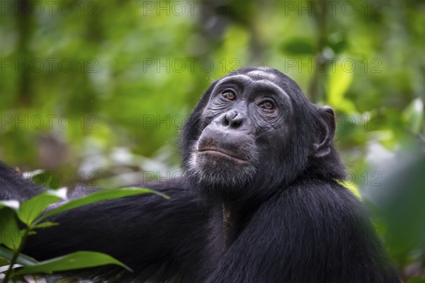 Animal portrait, chimpanzee (Pan Troglodytes) looking longingly, hopeful, adult male between leaves in the jungle, Kibale National Park, Uganda