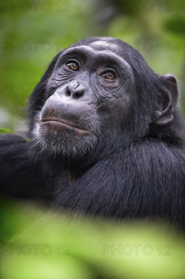 Animal portrait, chimpanzee (Pan Troglodytes) looking longingly, hopeful, adult male between leaves in the jungle, Kibale National Park, Uganda