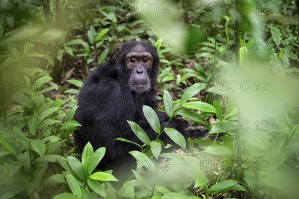 Chimpanzee (Pan Troglodytes), male on the ground, jungle in Kibale National Park, Uganda