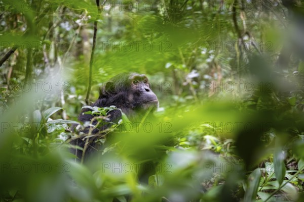 Chimpanzee (Pan Troglodytes), male looking thoughtfully, on the ground, mood, green jungle in Kibale National Park, Uganda