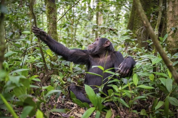 Chimpanzee (Pan Troglodytes), male on the ground, jungle in Kibale National Park, Uganda