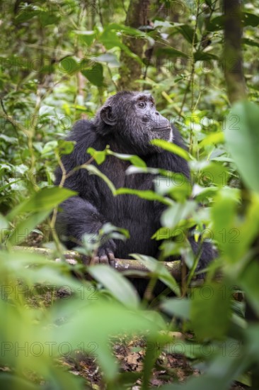Chimpanzee (Pan Troglodytes), male on the ground, jungle in Kibale National Park, Uganda