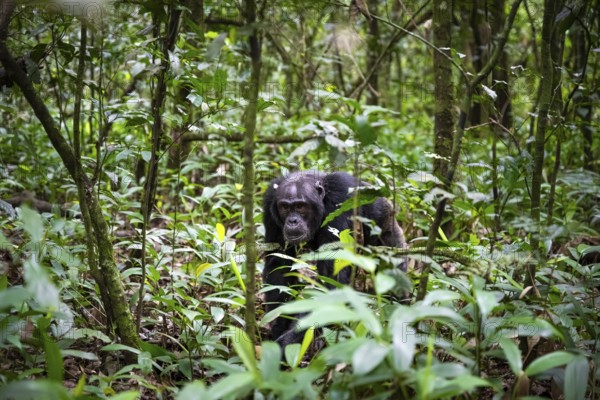 Chimpanzee (Pan Troglodytes), male running on the ground, jungle in Kibale National Park, Uganda