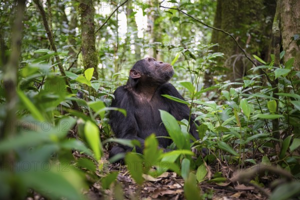 Chimpanzee (Pan Troglodytes), male looking up with hope, jungle in Kibale National Park, Uganda