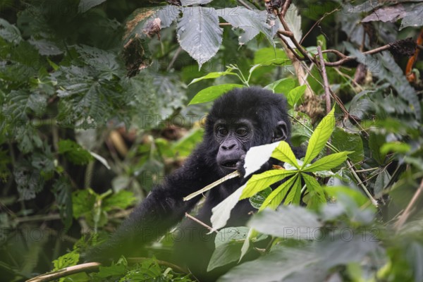 Mountain gorilla (Gorilla beringei beringei), juvenile, eats leaves, Bwindi Impenetrable Forest, Uganda