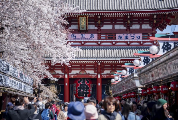 View of numerous visitors on Nakamise-dori shopping street with Hozomon Gate of Asakusa Shrine or Senso-ji Temple, blooming cherry trees, Buddhist temple complex, Asakusa, Tokyo, Japan