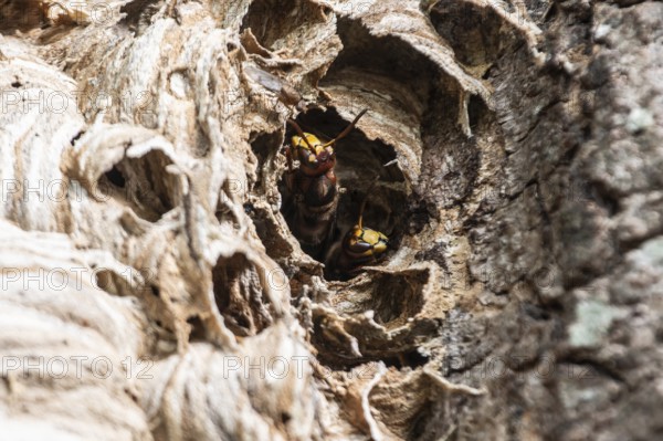 Hornissen (Vespa crabro), Emsland, Lower Saxony, Germany
