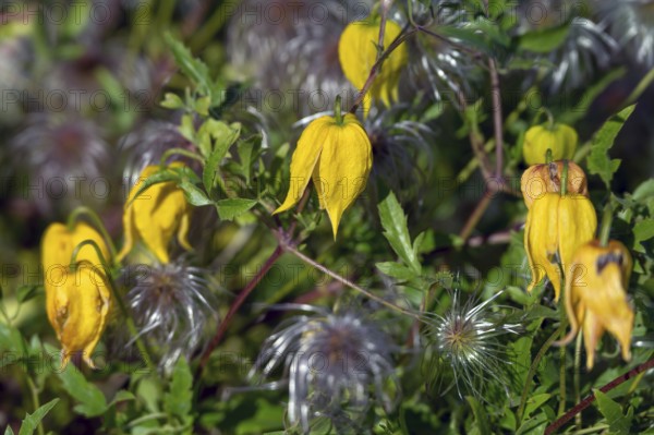 Gold Clematis (Clematis tangutica), Ahrenhoop, Darß, Mecklenburg-Western Pomerania, Germany