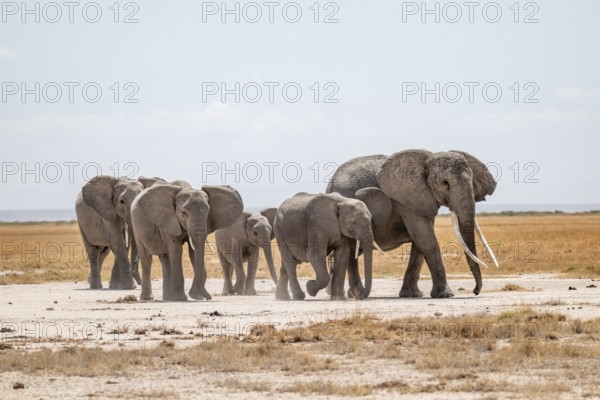 African elephants (Loxodonta africana), herd in dry savanna, Amboseli National Park, Rift Valley Province, Kenya