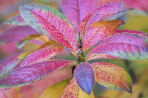 Azalea (Azalea), red colored autumn leaves, autumn colors, Baden-Württemberg, Germany