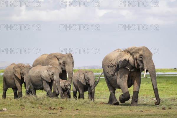 African elephant (Loxodonta africana), herd, Amboseli National Park, Rift Valley Province, Kenya