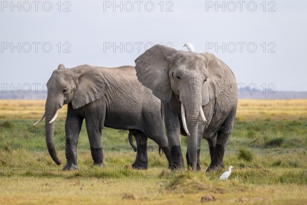 African elephant (Loxodonta africana), two animals in Longinye swamp with herons (Bubulcus ibis), Amboseli National Park, Rift Valley Province, Kenya