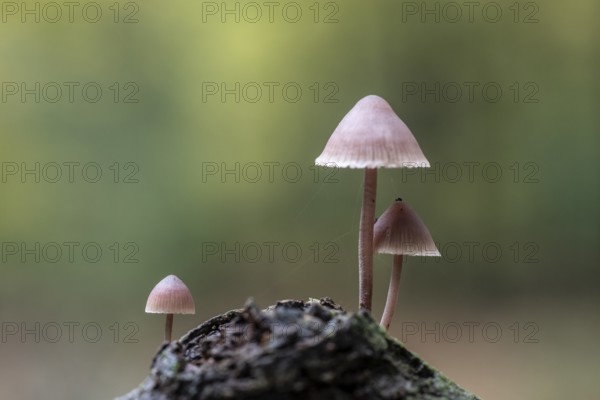 Large blood helmet (Mycena haematopus), Emsland, Lower Saxony, Germany