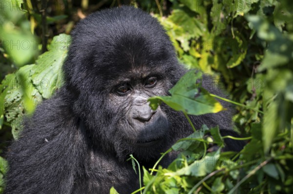 Mountain gorilla (Gorilla beringei beringei), among leaves, Bwindi Impenetrable Forest, Uganda